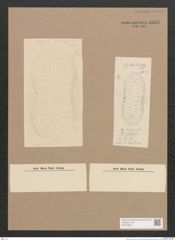 Surirella sp. (de-Toni-Nr.: Genus 53) Zeichnungen Sammlung Grunow Nr. 4836 (NHMW-BOT-W0373001)